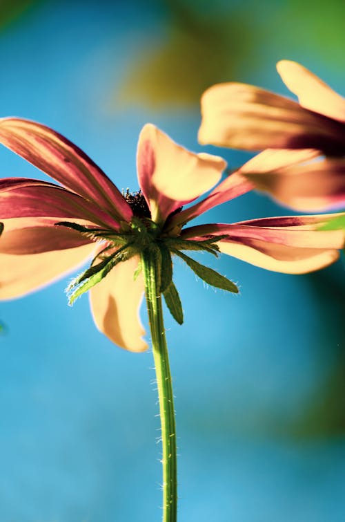 Free 
A Close-Up Shot of a Garden Cosmos Flower Stock Photo