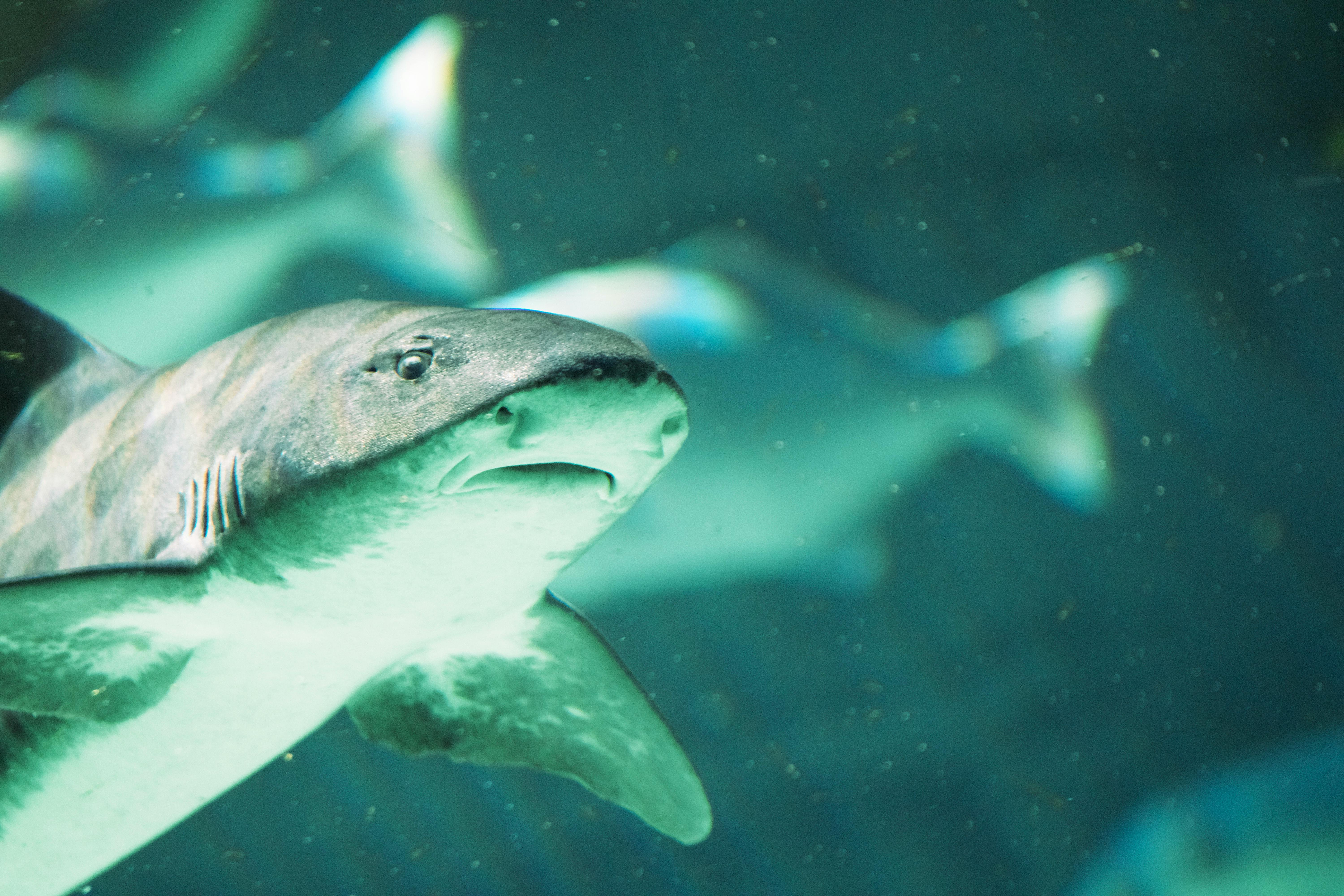 A detailed close-up of a shark swimming in San Diego's aquarium, showcasing marine life.