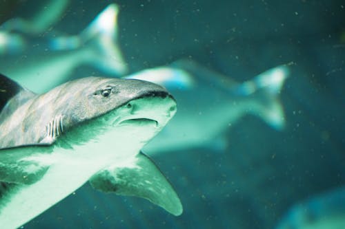 Ảnh lưu trữ miễn phí về cá mập, cận cảnh, chụp ảnh động vật