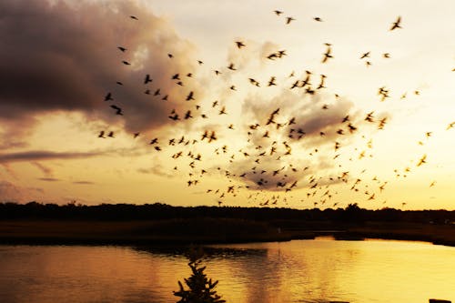 Foto profissional grátis de alvorecer, birds_flying, cair da noite