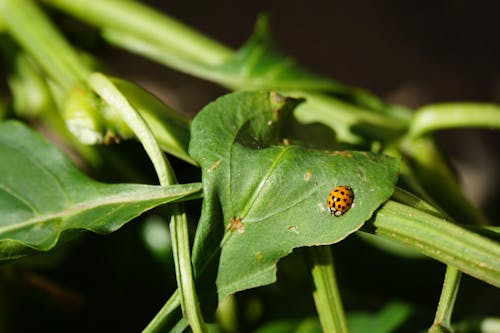 A Ladybug on a Leaf 