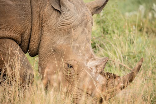 Коричневый носорог на зеленой траве