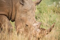 特写镜头详细展示犀牛在天然草原栖息地吃草