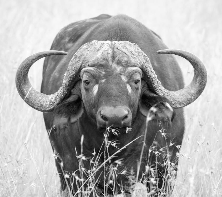 Grayscale Photography of Water Buffalo