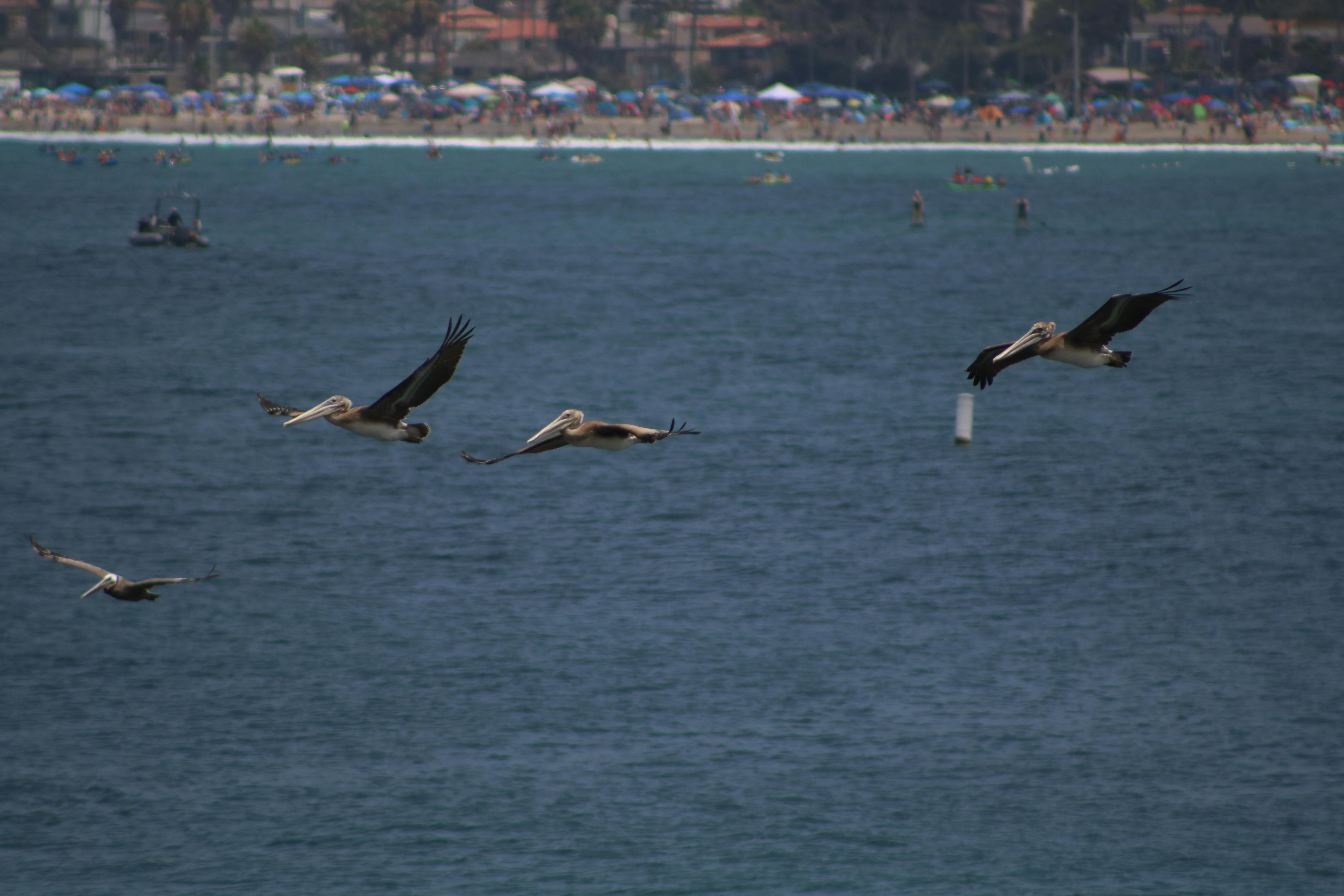 Free stock photo of birds, flight, La Jolla Cove