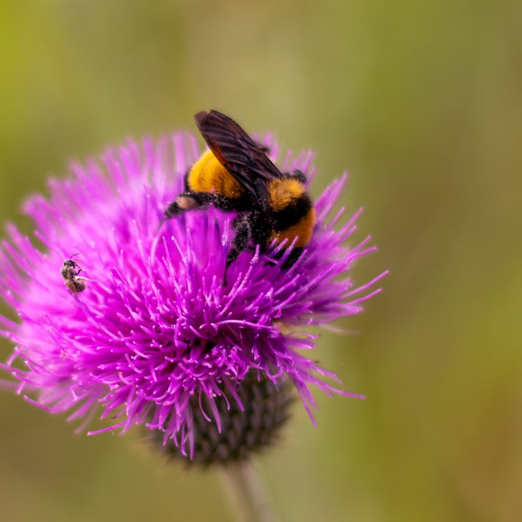 Bee Perched On A Thistle