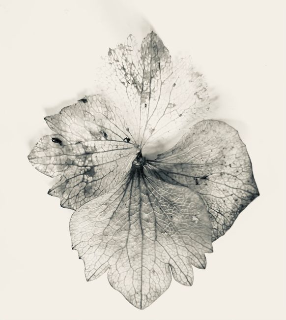 Close-up of a delicate leaf structure in black and white, showcasing intricate patterns and textures.