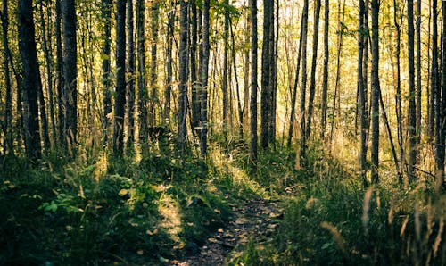 Immagine gratuita di alberi verdi, ambiente, boschi