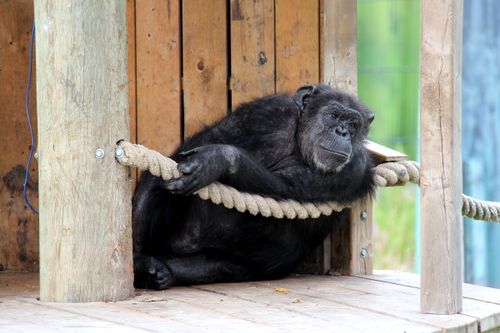 Free A thoughtful chimpanzee lounging on a rope in a wooden enclosure outdoors. Stock Photo