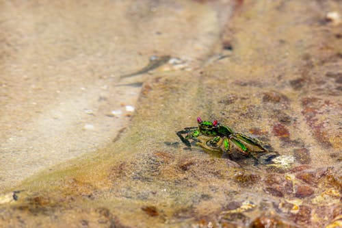 Foto profissional grátis de animal, areia, caranguejo