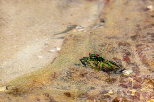 Vibrant green crab on sandy beach, showcasing its intricate details and natural habitat.
