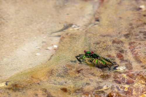 Free Vibrant green crab on sandy beach, showcasing its intricate details and natural habitat. Stock Photo