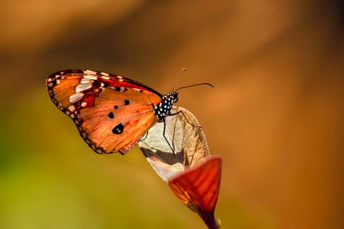 Free Detailed macro shot of a butterfly perched on a leaf, showcasing vibrant wings and natural beauty. Stock Photo
