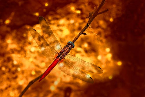 Close Up Shot of a Dragonfly   