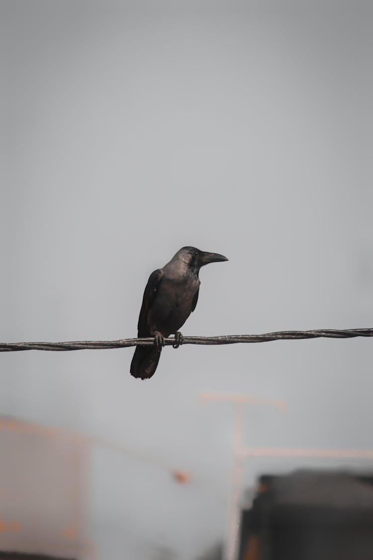 Bird Perched On A Cable