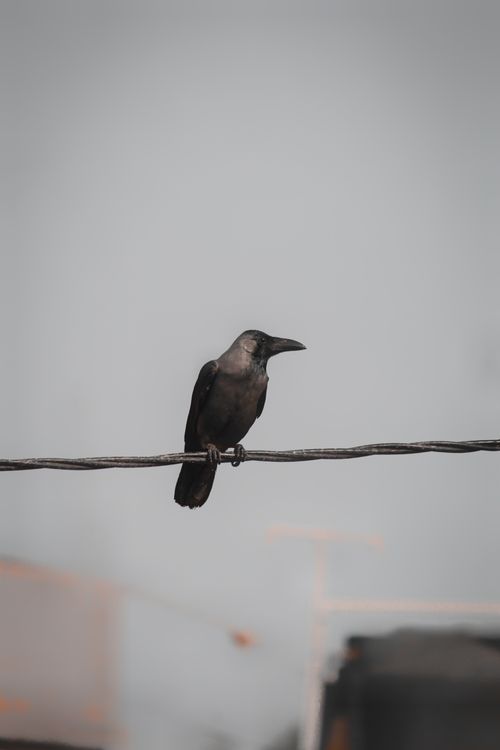 Free A house crow perched on a cable with a blurred cityscape background, showcasing urban wildlife. Stock Photo