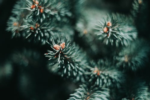 Close-Up Shot of Pine Leaves