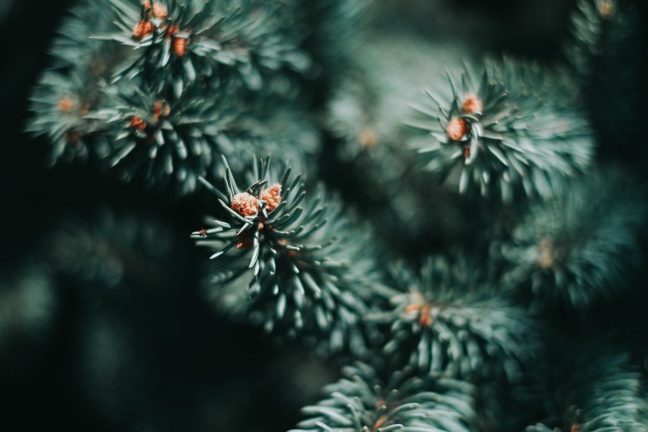 Detailed view of pine needles showcasing texture and depth of field.