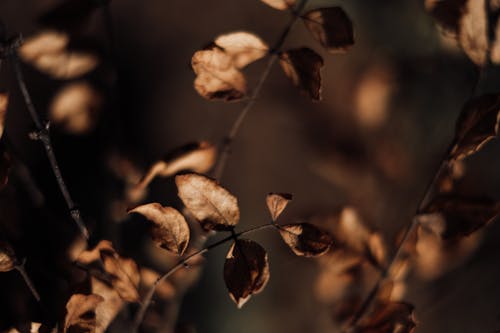 Close-Up Shot of Dry Leaves