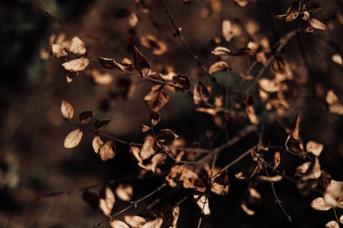 Close-Up Shot of Dry Leaves