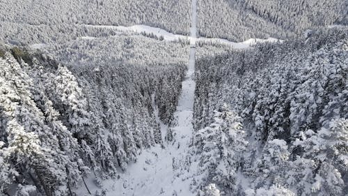 Drone Shot of Snow Covered Forest