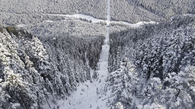 A breathtaking aerial shot of snow-covered trees in Whistler, BC, showcasing winter's beauty.