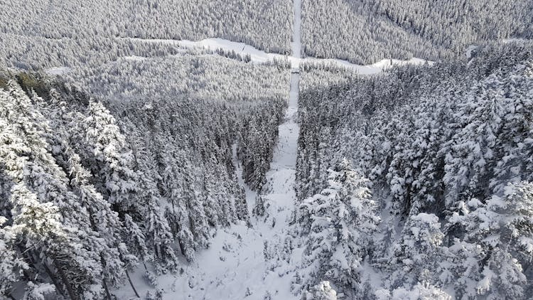 Drone Shot Of Snow Covered Forest