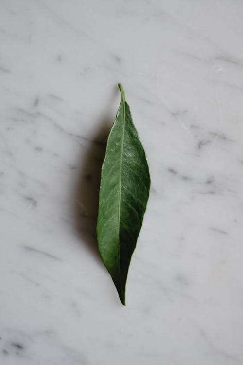 Free Green Leaf on Marble Surface Stock Photo