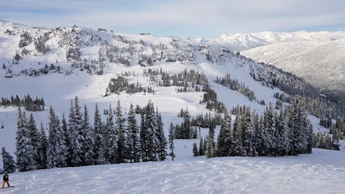 Základová fotografie zdarma na téma borovice, hory, jízda na snowboardu