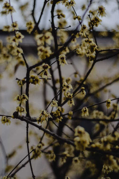 Gele Bloemen Op Bruine Boomtak