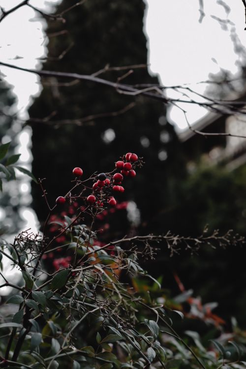 Free Close-up of vibrant red berries on a bush amidst natural greenery in Bergamo. Stock Photo