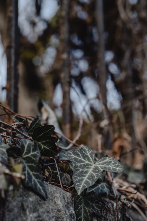 Free Detailed view of ivy leaves growing on a stone wall in Bergamo, Italy. Stock Photo