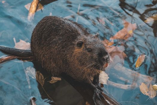 Nutria on water with faded autumn leaves