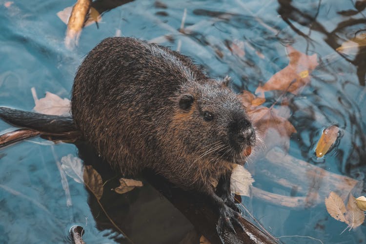 Nutria On Water With Faded Autumn Leaves