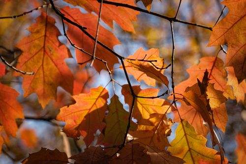 Free Colorful faded foliage with pointed edges on sprigs growing in park in fall on sunny day Stock Photo