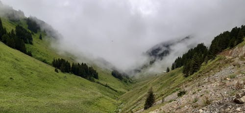 Foto d'estoc gratuïta de amb boira, bromós, medi ambient