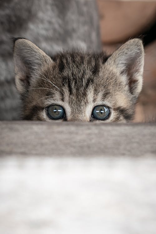Selective Focus Photo of a Tabby Kitten's Eyes