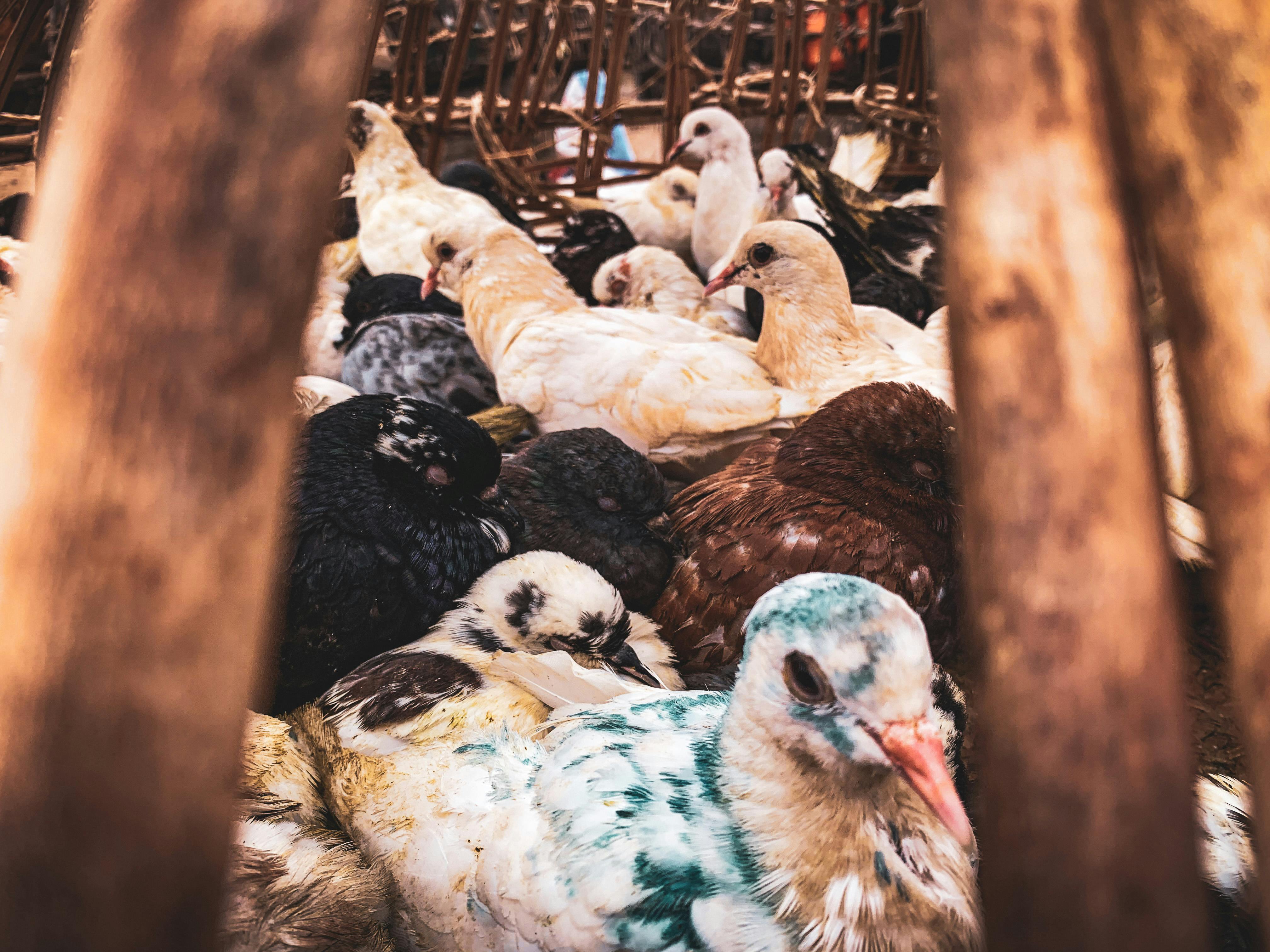 How Much Does Pest Control Cost in West LA? A 2026 Price Guide