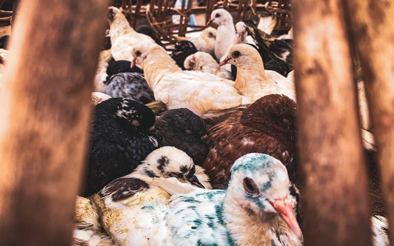 How Much Does Pest Control Cost in West LA? A 2026 Price Guide