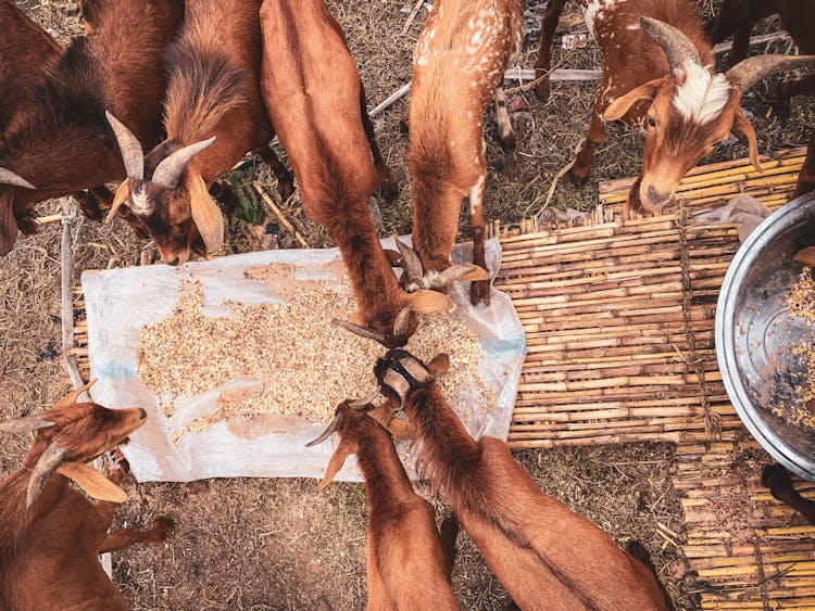 Brown Goats Eating Feeds