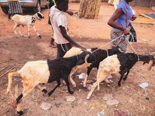 Fotos de stock gratuitas de animales de granja, cabras, cuerdas