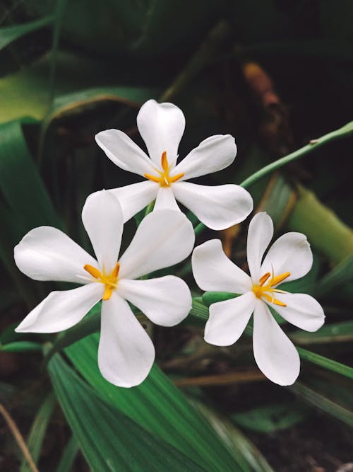 White Flowers in Full Bloom