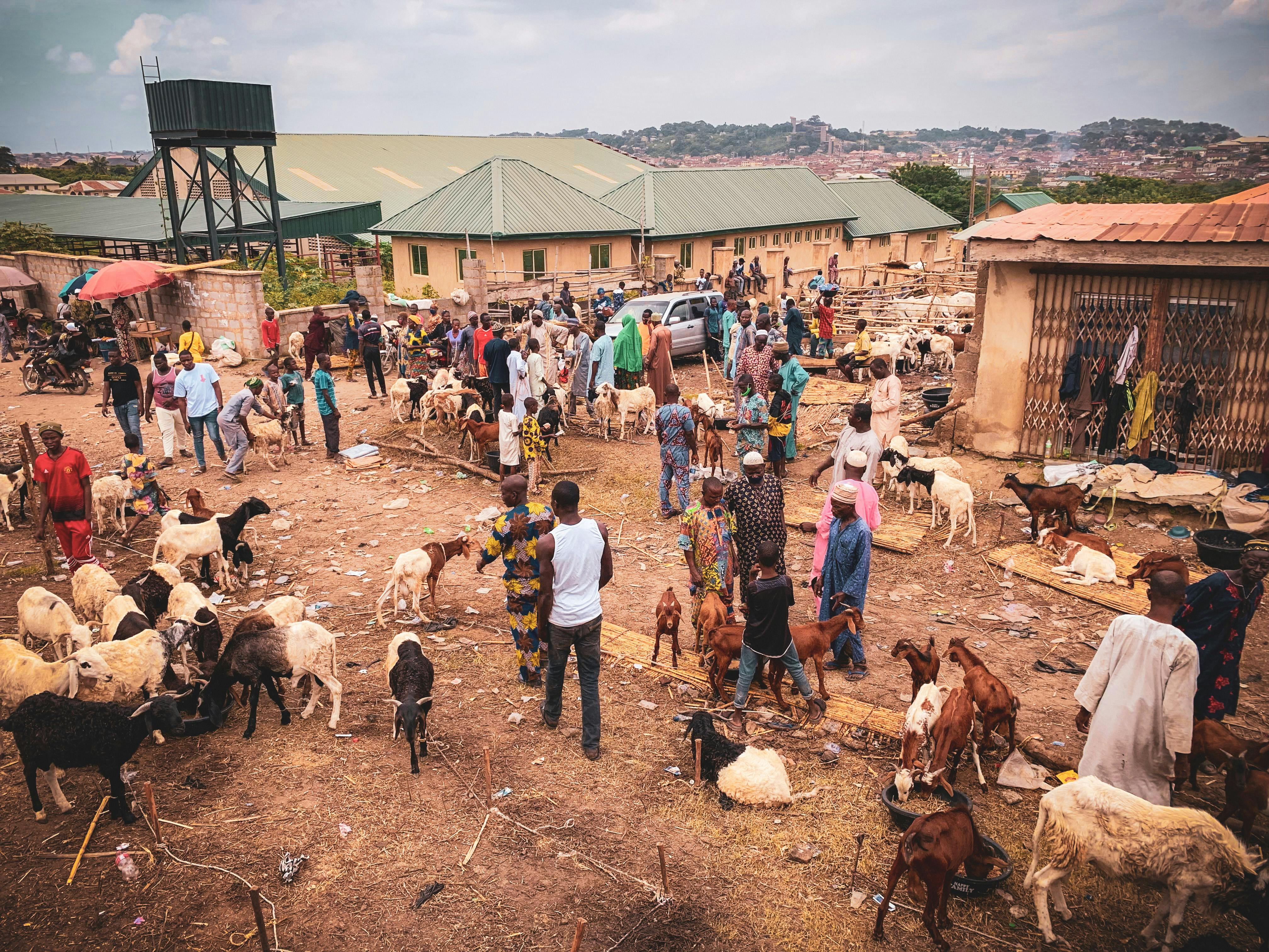 People and Animals Crowd in Village