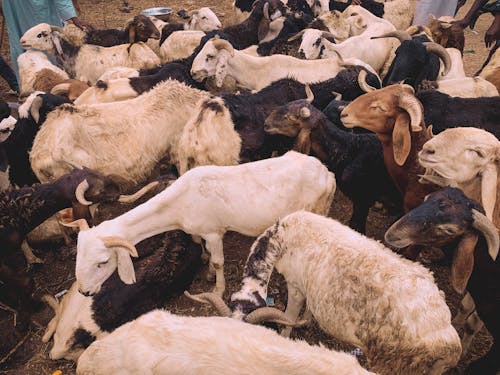 Close Up Photo of Goats