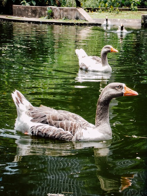 White and Brown Duck on Water