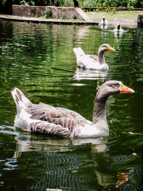 Free Two geese gracefully swimming in a lush green pond, creating a serene nature scene. Stock Photo