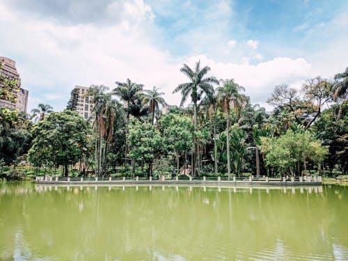 City Park with Lake and Palm Trees