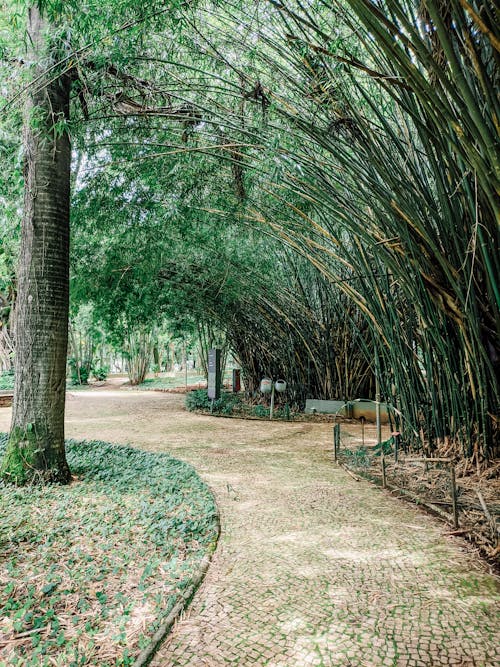 Foto stok gratis Daun-daun, gang, jalan kecil