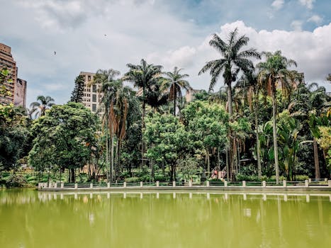 Lush urban park scene featuring towering palm trees and serene pond reflections.
