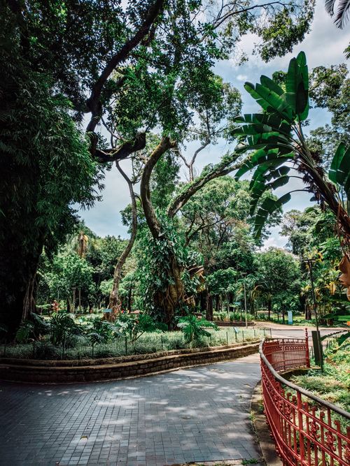 Free A picturesque paved pathway meanders through a vibrant, tree-filled garden, offering a tranquil escape. Stock Photo